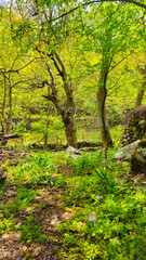 Fototapeta premium A serene forest path surrounded by lush greenery and tall trees, perfect for nature walks and outdoor adventures. 📍Hawraman Takht, Kurdistan
