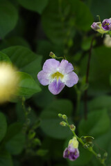Asystasia gangetica or Chinese violet or Coromandel or Creeping foxglove flower, Light purple flower and buds of creeping foxglove. (Asystasia gangetica), Chinese violet's purple flower closeup