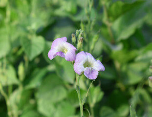 Asystasia gangetica or Chinese violet or Coromandel or Creeping foxglove flower, Light purple flower and buds of creeping foxglove. (Asystasia gangetica), Chinese violet's purple flower closeup