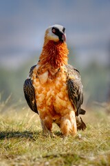 BEARDED VULTURE (Gypaetus barbatus) .  close up detail of face and plumage.  highly endangered 