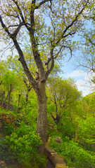 Obraz premium Embrace the beauty of spring, where every step leads to serenity and endless adventure. 📍Hawraman Takht, Kurdistan 