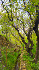 Embrace the beauty of spring, where every step leads to serenity and endless adventure.
📍Hawraman Takht, Kurdistan 
