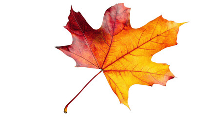Obraz premium Vibrant autumn maple leaf isolated on transparent background