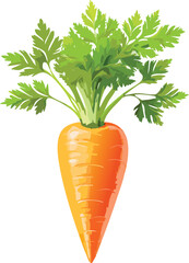 Carrot isolated on a transparent or white background, vector illustration