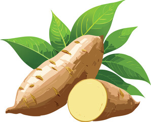 Cassava isolated on a transparent or white background, vector illustration
