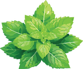 Spearmint isolated on a transparent or white background, vector illustration
