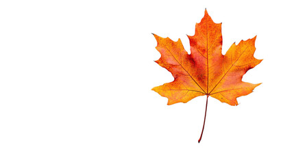 Fototapeta premium Vibrant maple leaf isolated on transparent background representing autumn season