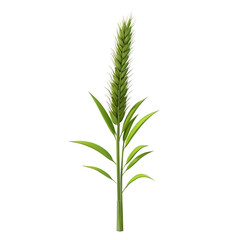 Naklejka premium green plant isolated on white background