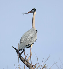 un héron gris perché sur l arbre