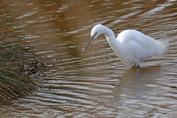 Aigrette le bec en avant pour la nourriture