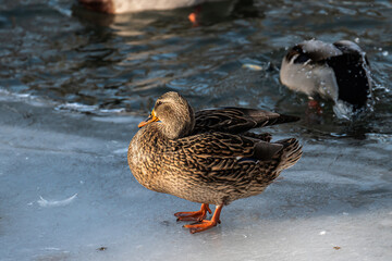 duck in the snow