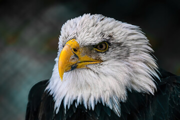 american bald eagle