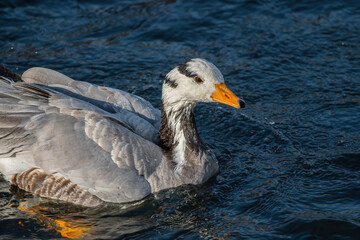 goose on the water