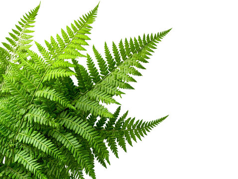 A lush fern plant with delicate fronds, isolated on a clean transparent background, PNG file.