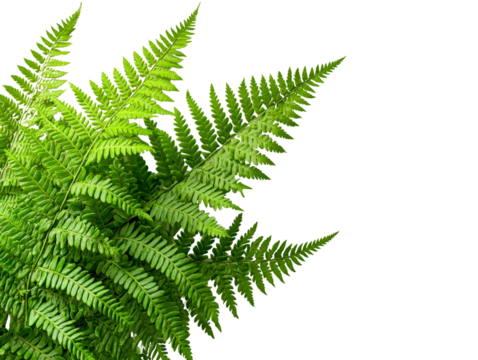 A lush fern plant with delicate fronds, isolated on a clean transparent background, PNG file.