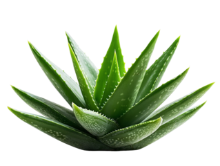 A lush, green aloe vera plant with thick, fleshy leaves, isolated on a clean transparent background, PNG file.