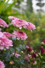 Beautiful Pink red chrysanthemum flowers closeup in the winter garden, Closeup of Chrysanthemum flower, Field of the Pink red Chrysanthemum, Beautiful Pink red flower blooming in nature.