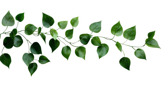 A lush vine with trailing leaves and tendrils, isolated on a transparent background, PNG file.