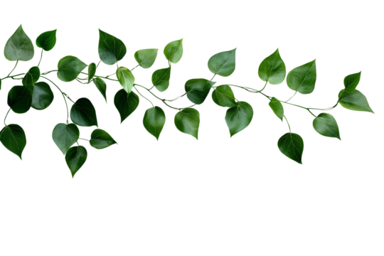 A lush vine with trailing leaves and tendrils, isolated on a transparent background, PNG file.