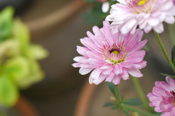 Beautiful Pink red chrysanthemum flowers closeup in the winter garden, Closeup of Chrysanthemum flower, Field of the Pink red Chrysanthemum, Beautiful Pink red flower blooming in nature.