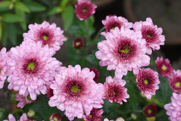 Obraz premium Beautiful Pink red chrysanthemum flowers closeup in the winter garden, Closeup of Chrysanthemum flower, Field of the Pink red Chrysanthemum, Beautiful Pink red flower blooming in nature.