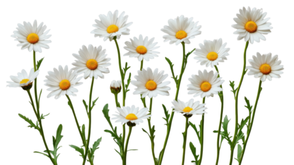 White daisies growing on transparent background
