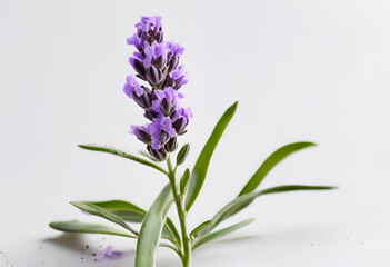 Fototapeta premium fresh lavender flowers on white background 