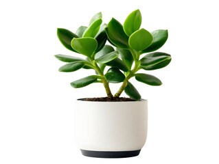A potted jade plant with thick, rounded leaves, isolated on a clean transparent background, PNG file.