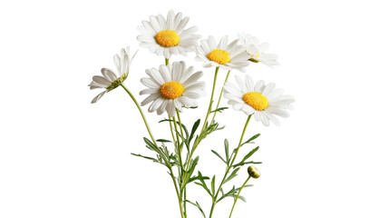 Bouquet of white daisies with transparent background