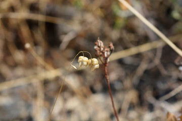 Large quaking grass seeds