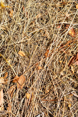 Dry grass and leaves