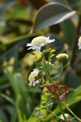 Beautiful white chrysanthemum flowers closeup in the winter garden, Closeup of Chrysanthemum flower, Field of the white Chrysanthemum, Beautiful white flower blooming in nature.