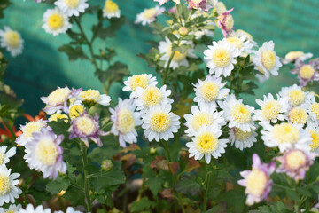 Beautiful white chrysanthemum flowers closeup in the winter garden, Closeup of Chrysanthemum flower, Field of the white Chrysanthemum, Beautiful white flower blooming in nature.