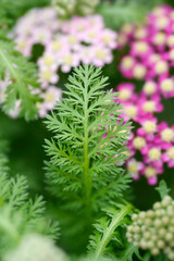 Milly Rock Rose Yarrow leaves