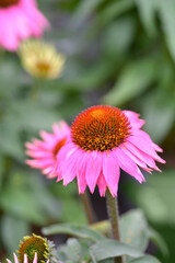 Obraz premium Pink coneflower