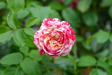 Rose Abracadabra flower
