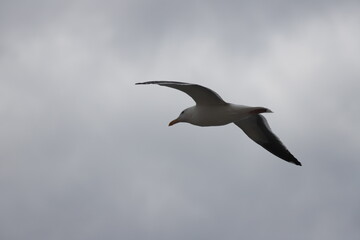 Fototapeta premium seagull in flight cloudy sky