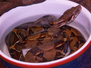 Serpentine Soak A patterned Python snake relaxes in a water-filled bowl, partially submerged, a cool reptile refuge.