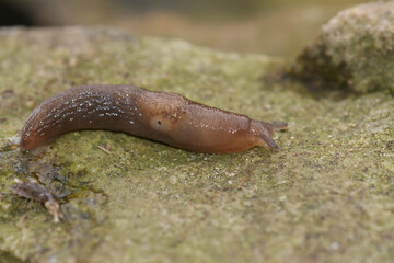 A brown slug crawling across a textured, mossy surface in nature. The creature looks delicate and vulnerable.