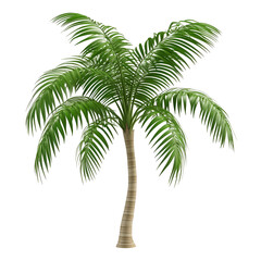 palm tree isolated on white