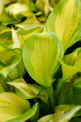 Plantain lily Lakeside Banana Bay leaves