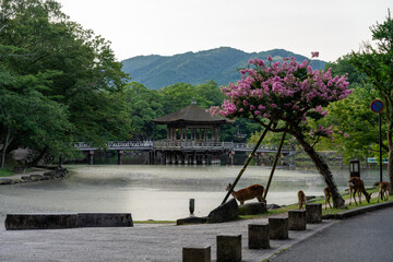 Ukimido Pavilion in Nara park early in the morning