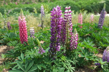 【香川】まんのう公園に咲くルピナス