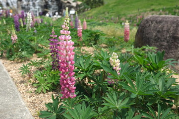 【香川】まんのう公園に咲くルピナス