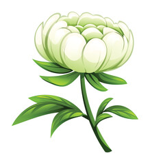 White peony flower with delicate petals and green leaves. Vector cartoon illustration