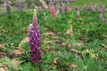 【香川】まんのう公園に咲くルピナス