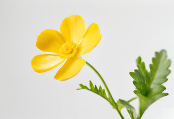 Fototapeta premium bright buttercup bloom with glossy petals on white 