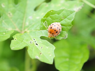 Damage to bitter gourd leaves caused by pests (28-spotted eggplant beetle). Closeup photo, blurred.
