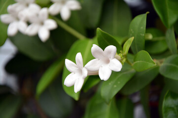 Obraz premium Closeupof pretty white flowers of Madagascar jasmin (Stephanotis floribunda)
