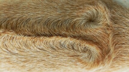 fur texture background